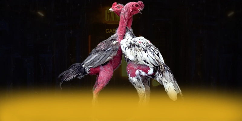 Khám phá ngay KUWIN - Cổng game được đánh giá cao số 1 Việt Nam
Khám phá ngay KUWIN - Cổng game được đánh giá cao số 1 Việt Nam