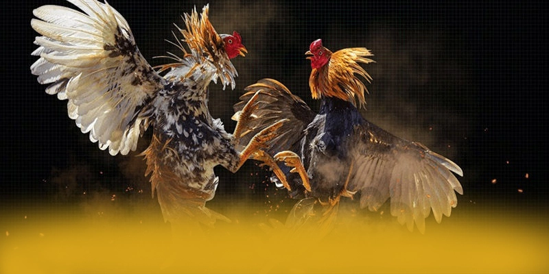 CONGA6789 - Lời kết dưới góc nhìn chuyên môn.