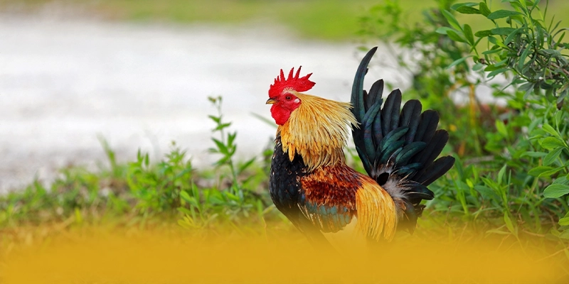 BL555 - Trang game hào phóng được cộng đồng game thủ yêu thích – Săn ngay BL555