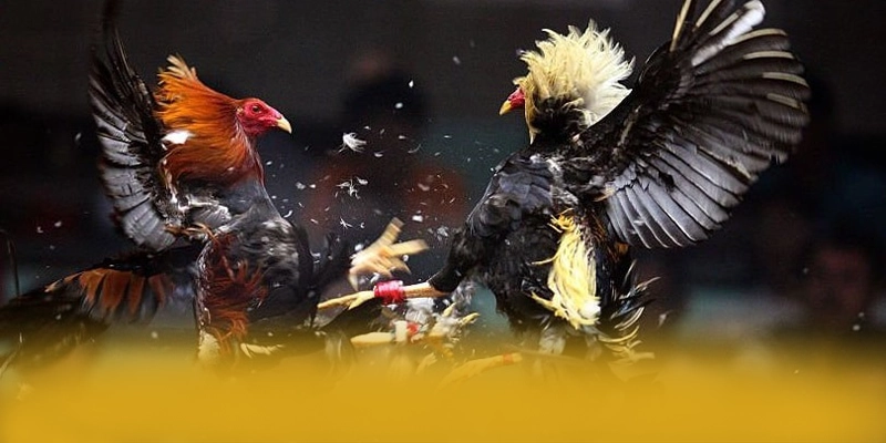 BL555 - Nhà cái bảo mật cao được yêu thích hàng đầu – Khám phá BL555