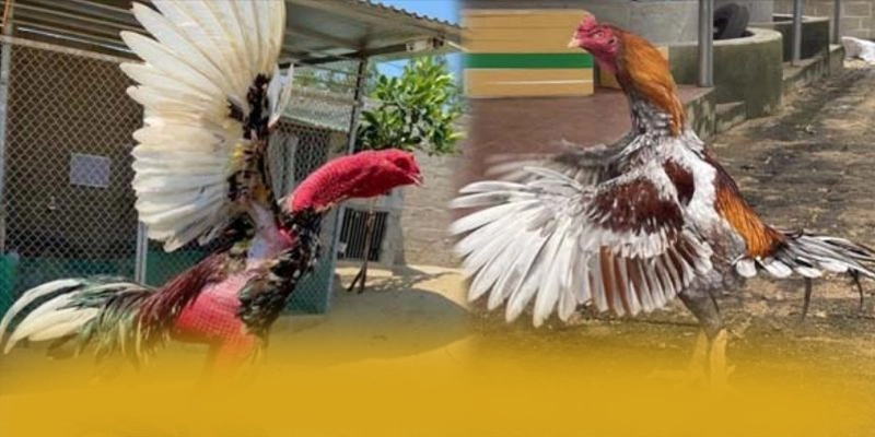 UU88 - Cổng game bài có độ an toàn vượt trội trên thị trường – Tìm hiểu về độ tin cậy và bảo mật tại UU88