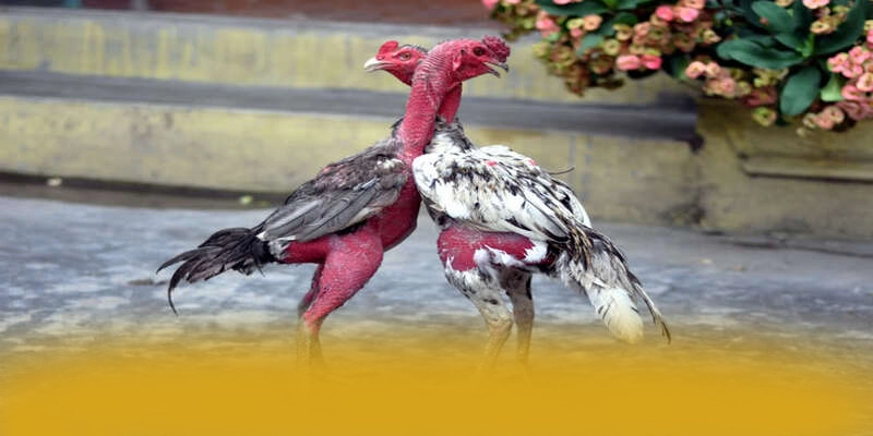 
Cùng trải nghiệm NK88 - Thương hiệu được yêu thích nhất hiện nay
